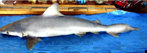 Carcharhinus altimus_09.jpg